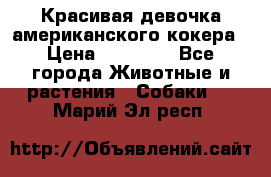 Красивая девочка американского кокера › Цена ­ 35 000 - Все города Животные и растения » Собаки   . Марий Эл респ.